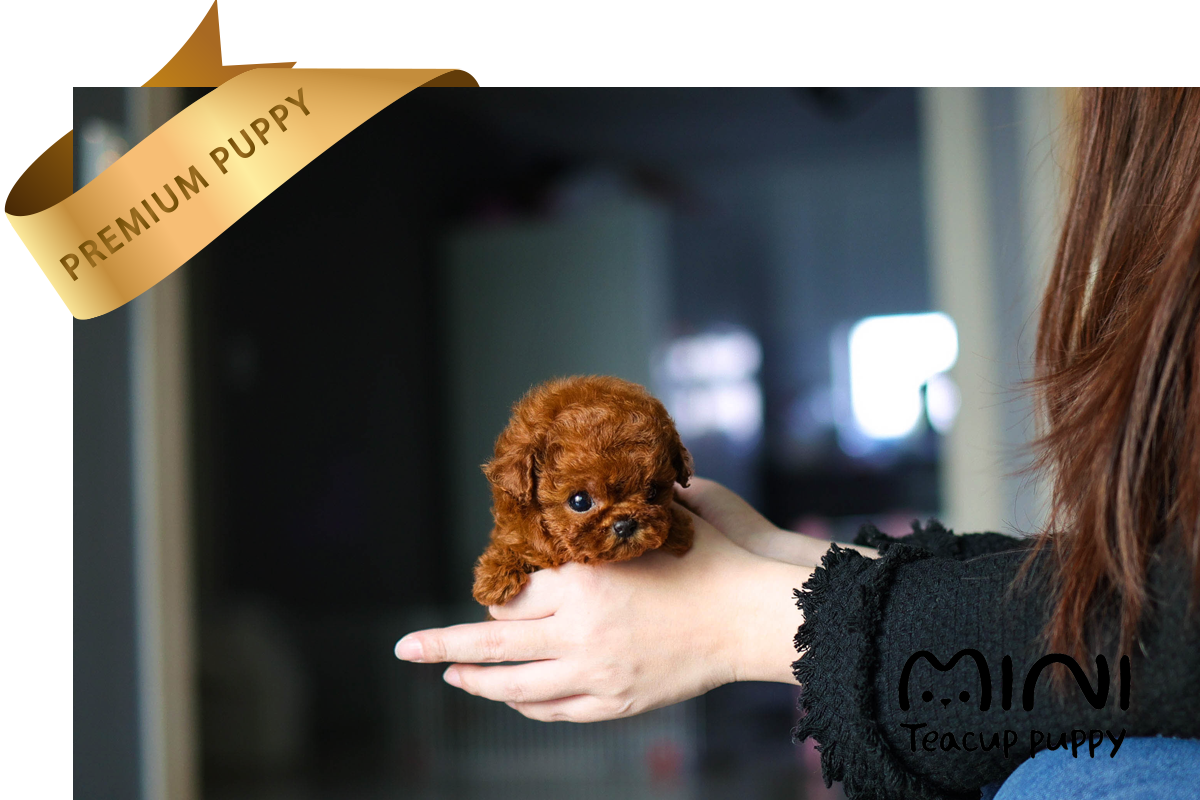 miniteacuppuppy red poodle mimi3