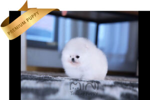 P0white-teacup-pom1
