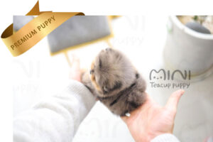 P)Blue-merle-pompom-male1