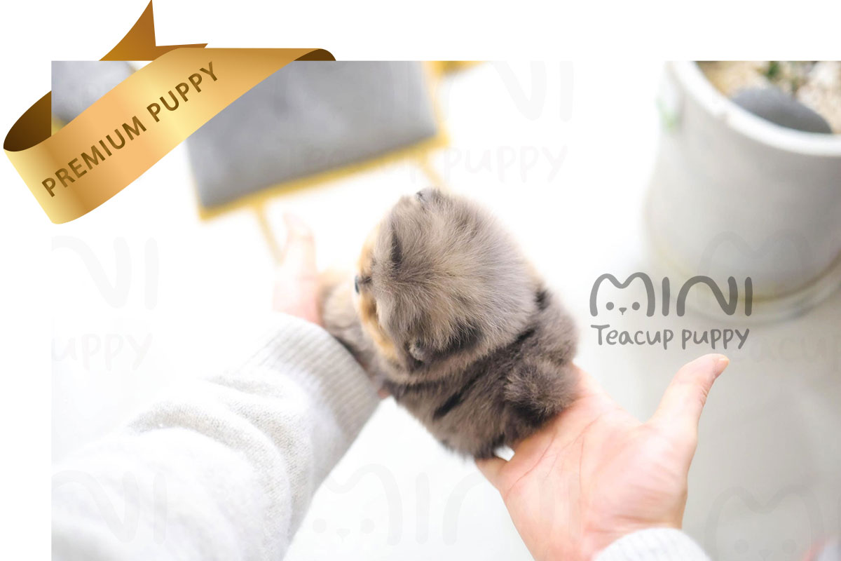 P)Blue-merle-pompom-male1