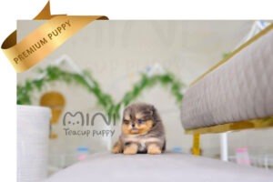 P)Blue-merle-pompom-male2