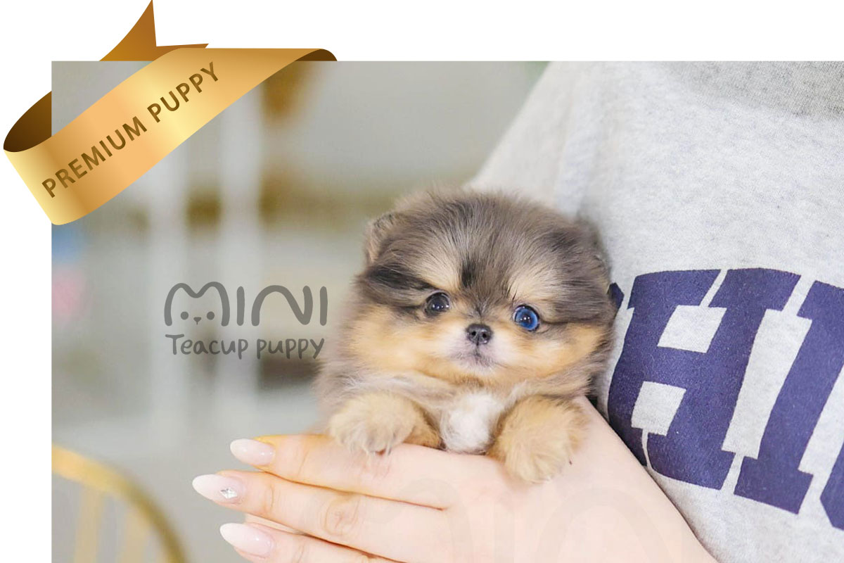 P)Blue-merle-pompom-male3