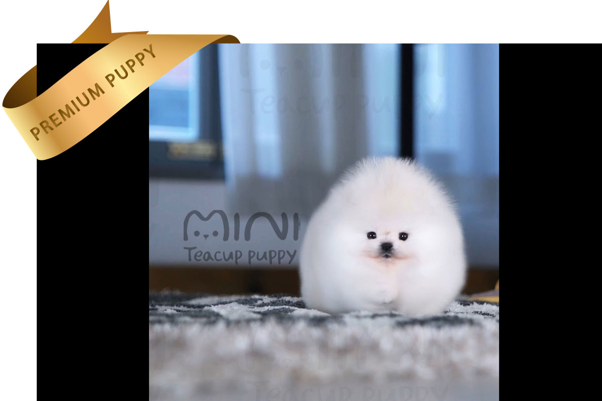 P)white-teacup-pom2