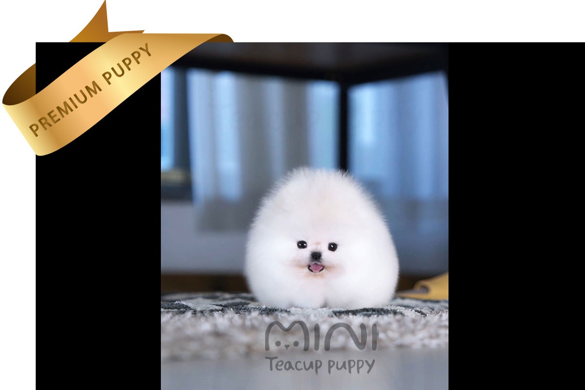 P)white-teacup-pom3