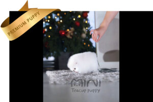 P)white-teacup-pom4
