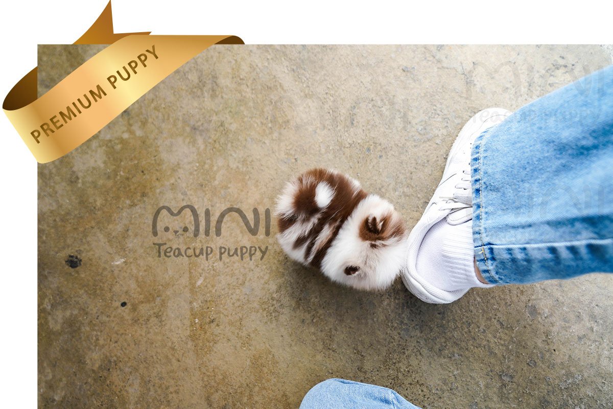 POMERANIAN (RIA) SOLD - Image 3