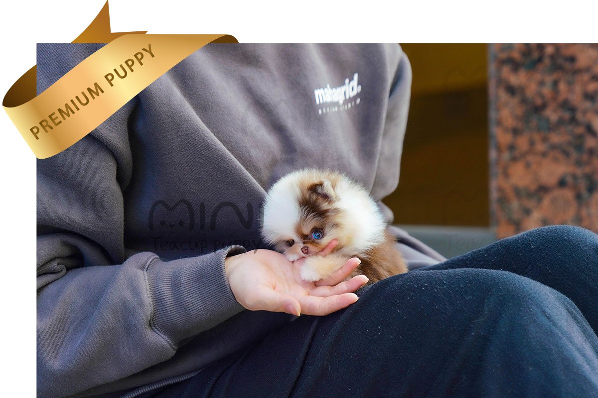 POMERANIAN (RIA) SOLD - Image 2