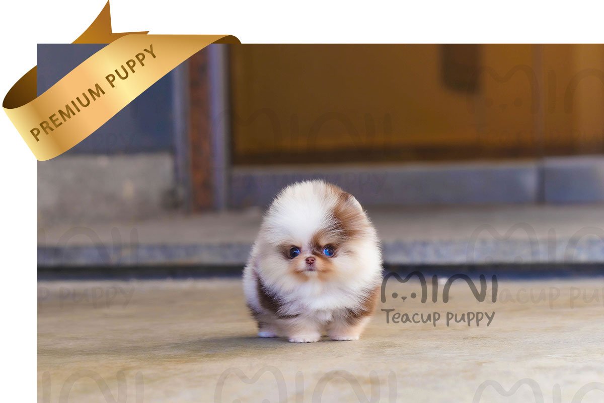 POMERANIAN (RIA) SOLD