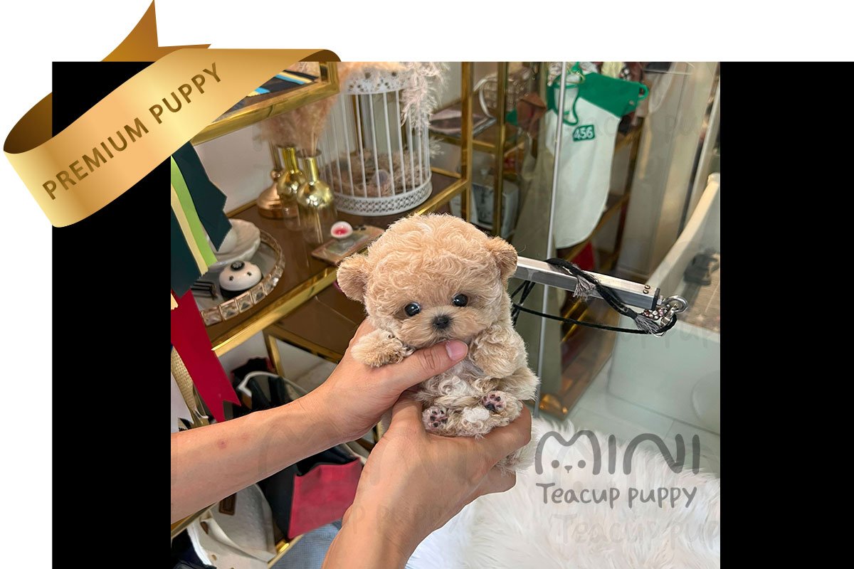 Special order - Image 2