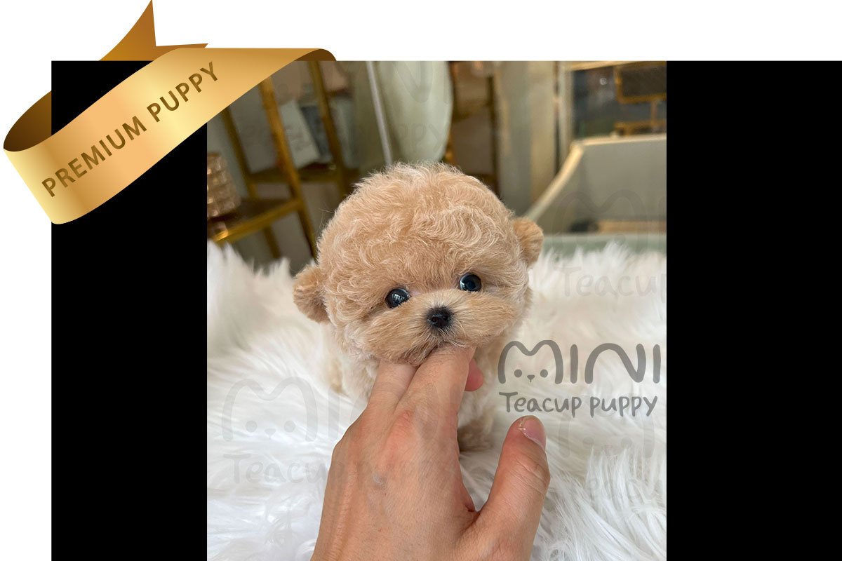 Special order - Image 3