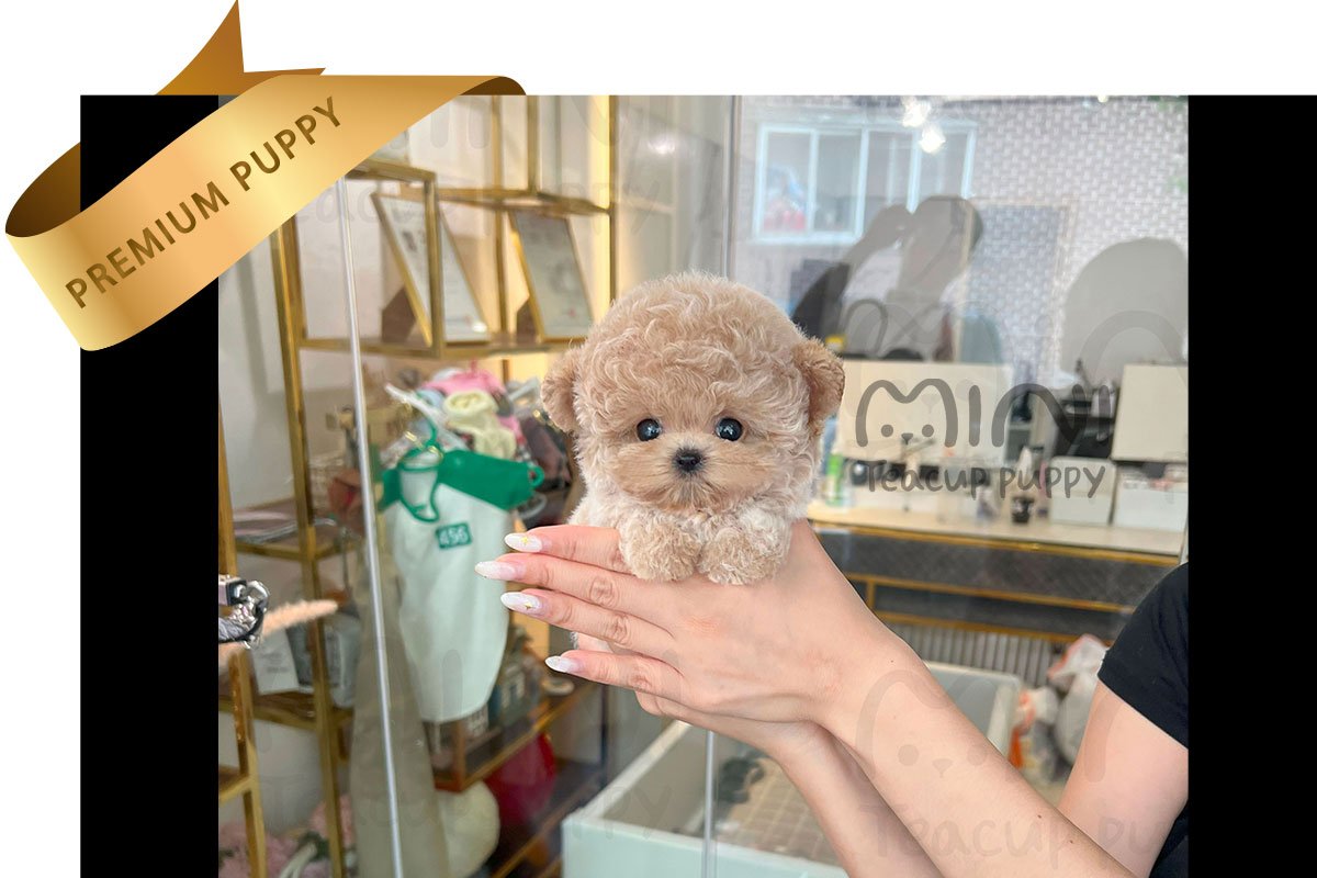 Special order - Image 4