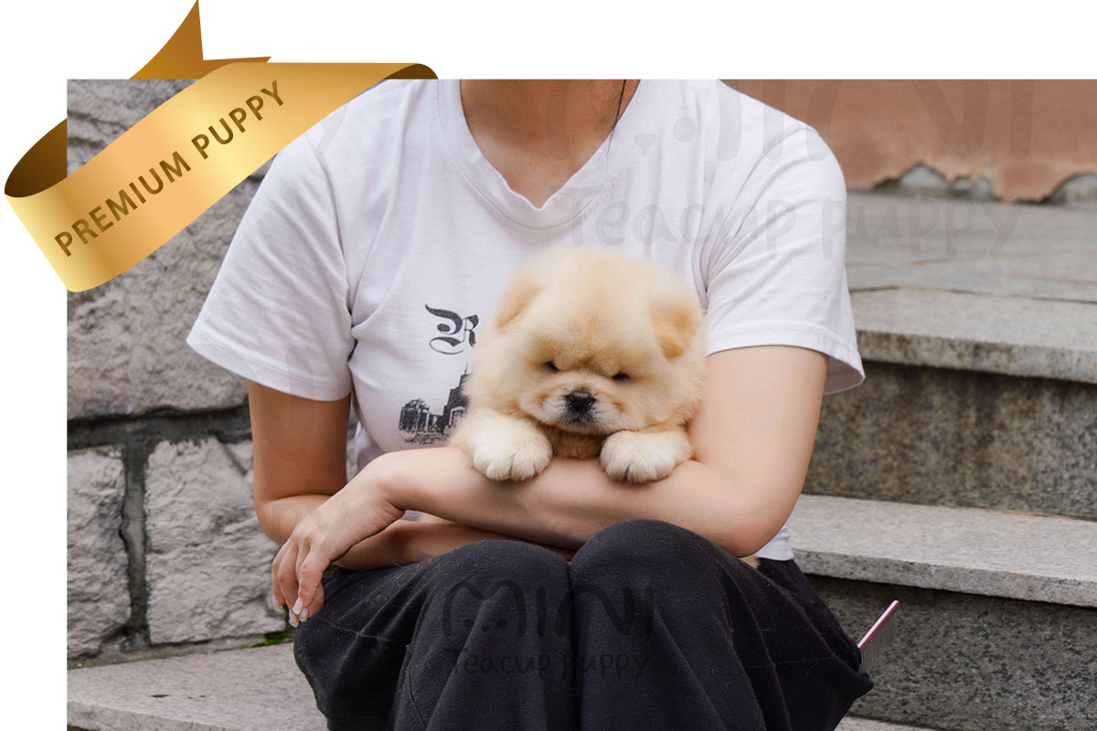 P)크림차우3