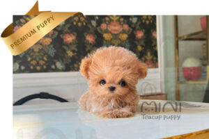 MALTIPOO ( LYN) SOLD