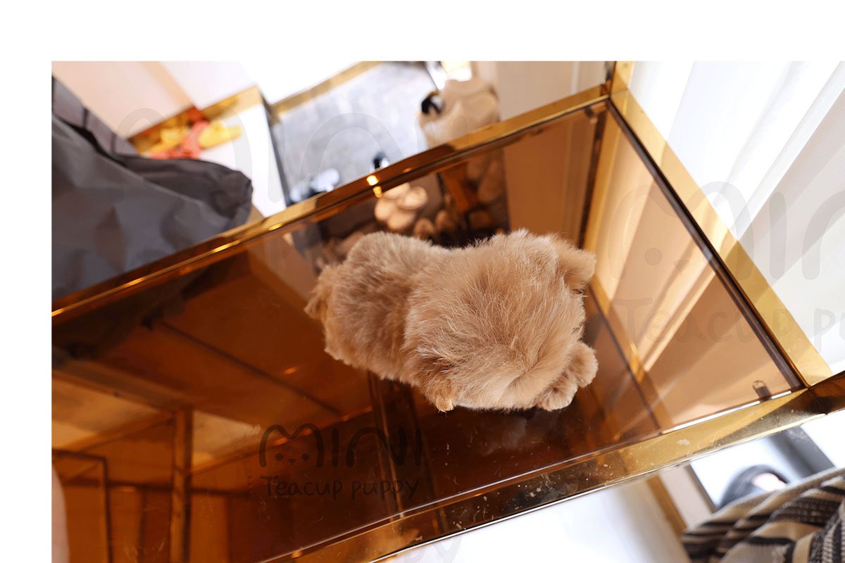 MALTIPOO ( JOOJOO) SOLD - Image 2