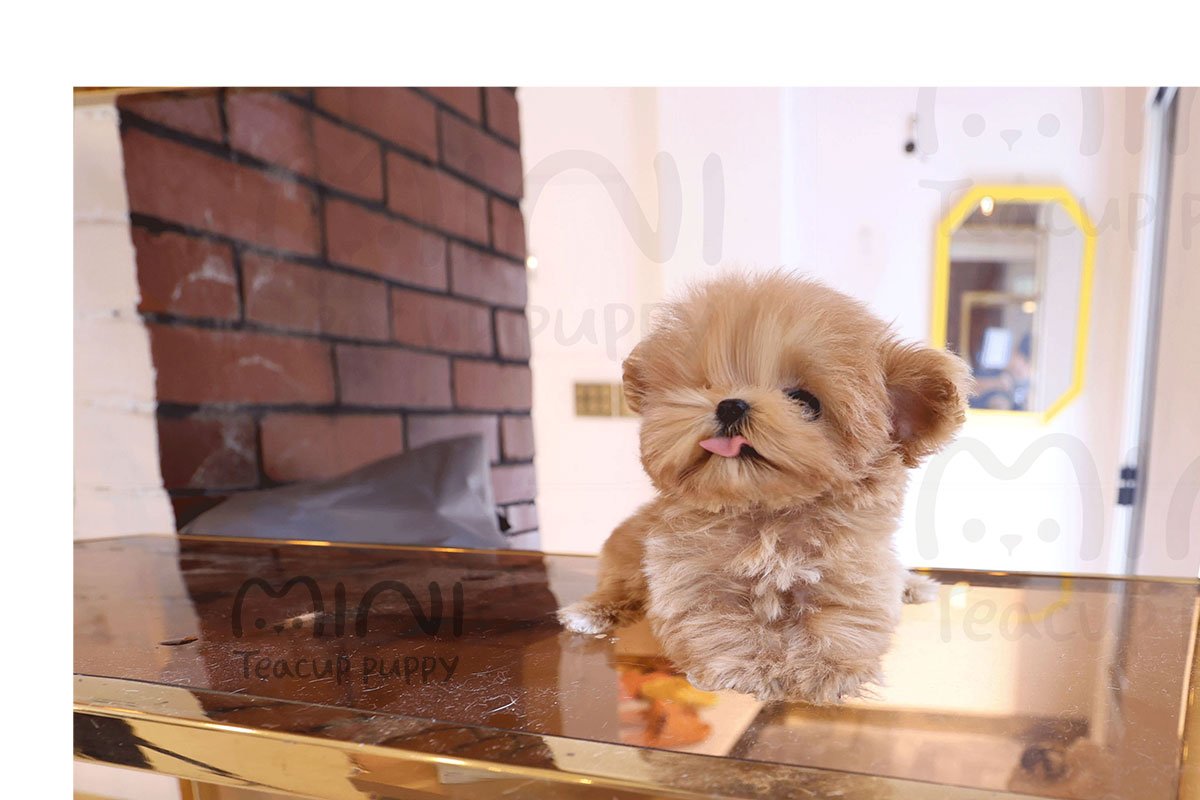 MALTIPOO ( JOOJOO) SOLD - Image 3