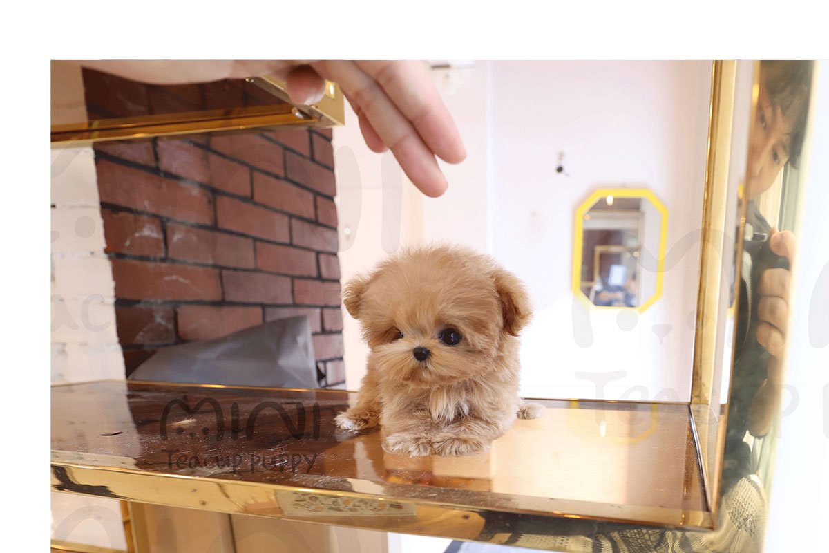 MALTIPOO ( JOOJOO) SOLD - Image 4