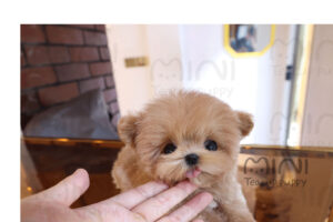 MALTIPOO ( JOOJOO) SOLD