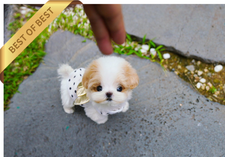 MALTIPOO ( TOM) SOLD