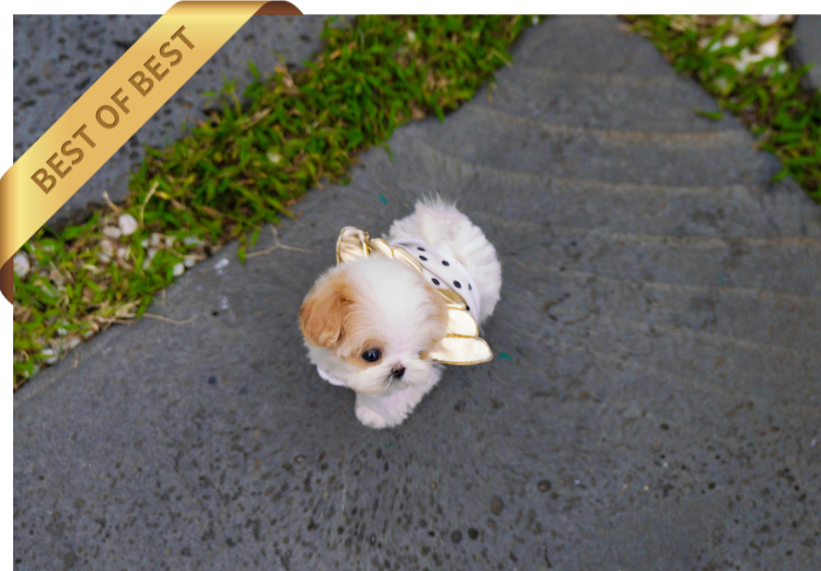 MALTIPOO ( TOM) SOLD - Image 2