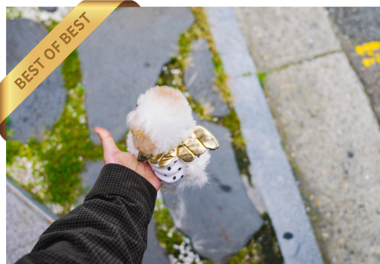 MALTIPOO ( TOM) SOLD - Image 3