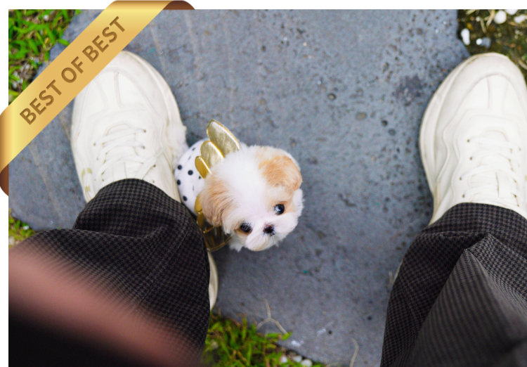 MALTIPOO ( TOM) SOLD - Image 4