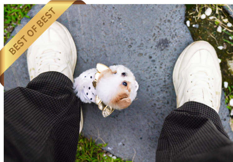 MALTIPOO ( TOM) SOLD - Image 5