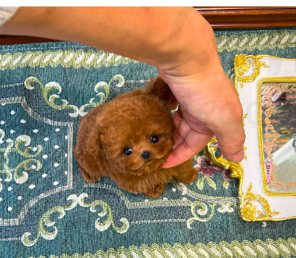 POODLE (PONY) SOLD Mini Teacup Puppy POODLE (PONY) SOLD Mini Teacup Puppy