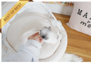 파란눈말티푸(잔느)4