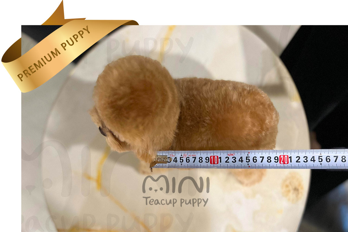 P)말티푸-파티리3