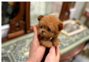 redpoodlef