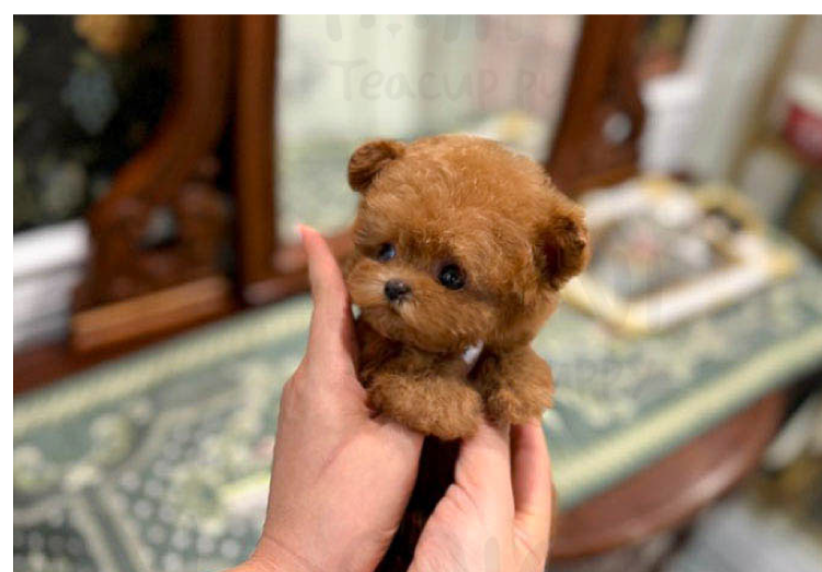 redpoodlef