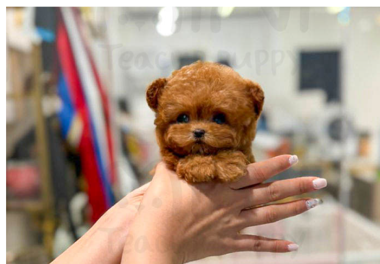 redpoodlef1