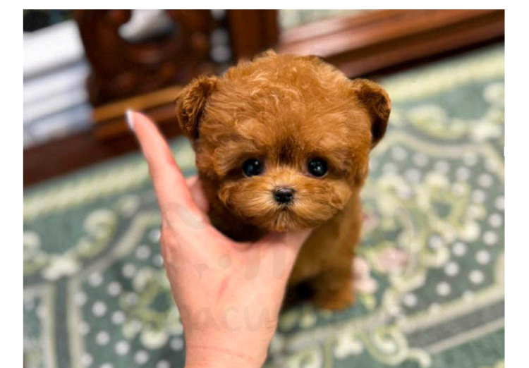 redpoodlef2