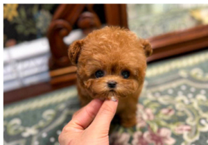 redpoodlef3