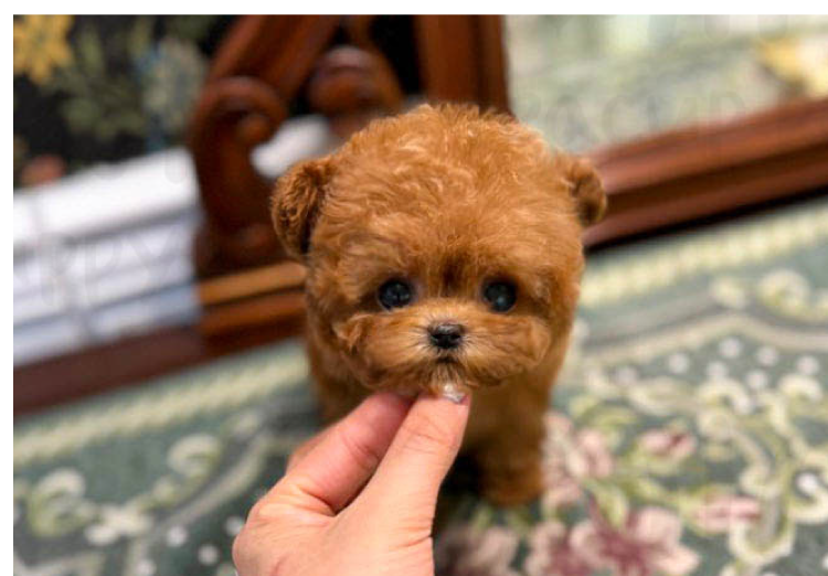 redpoodlef3