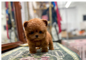redpoodlef4