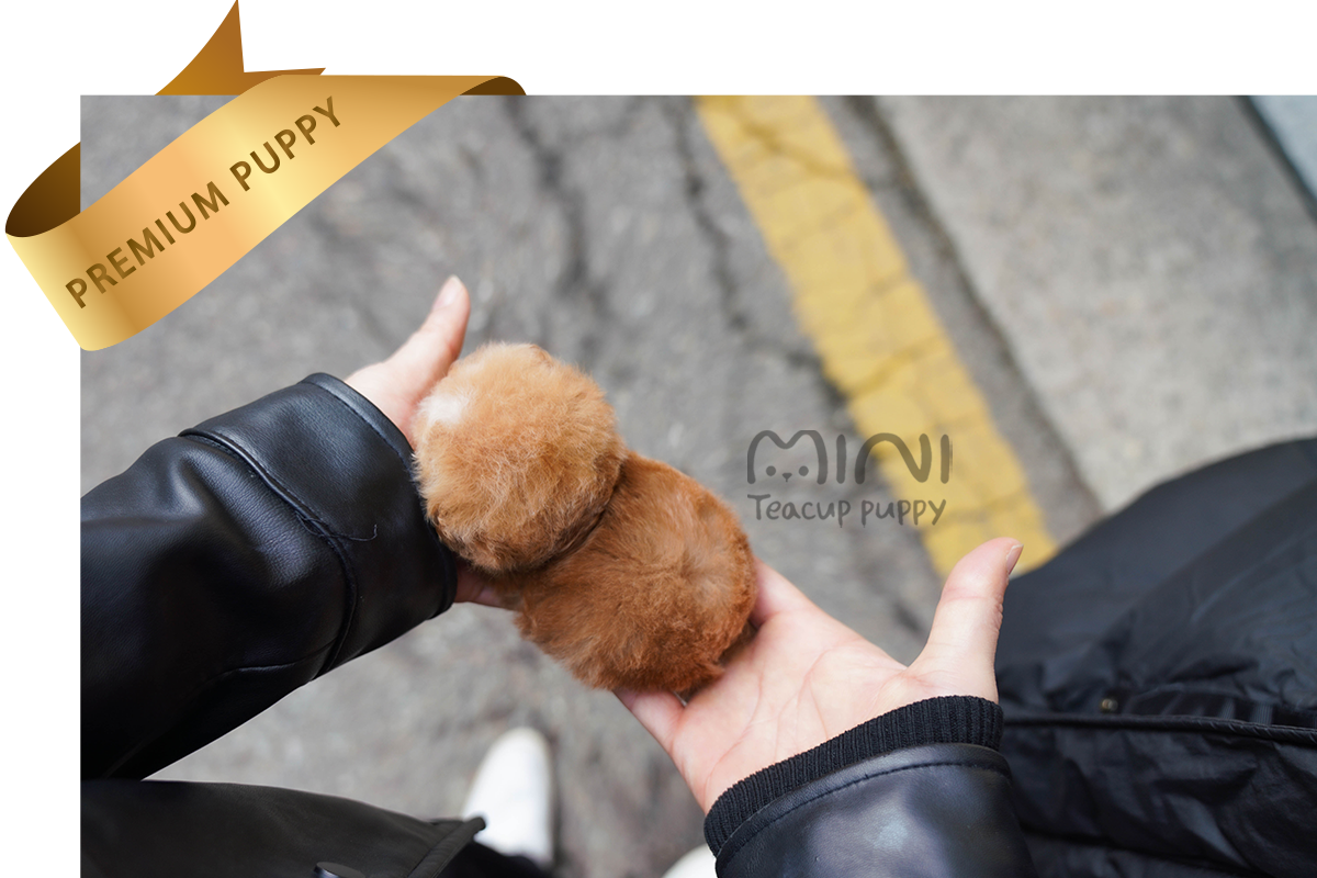 미니티컵퍼피_하이클래스-(2).png1
