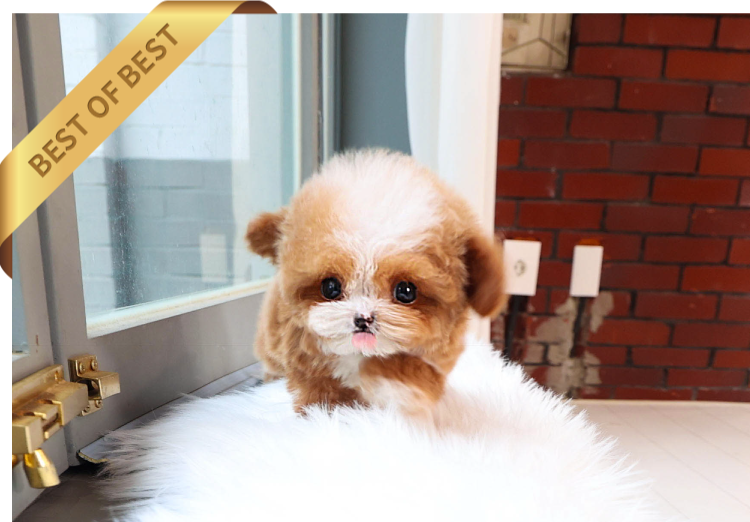 POODLE (PETER)SOLD - Image 4