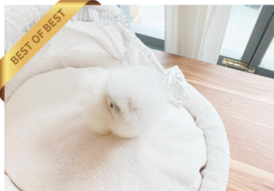 화폼톰