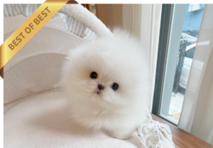 화폼톰3