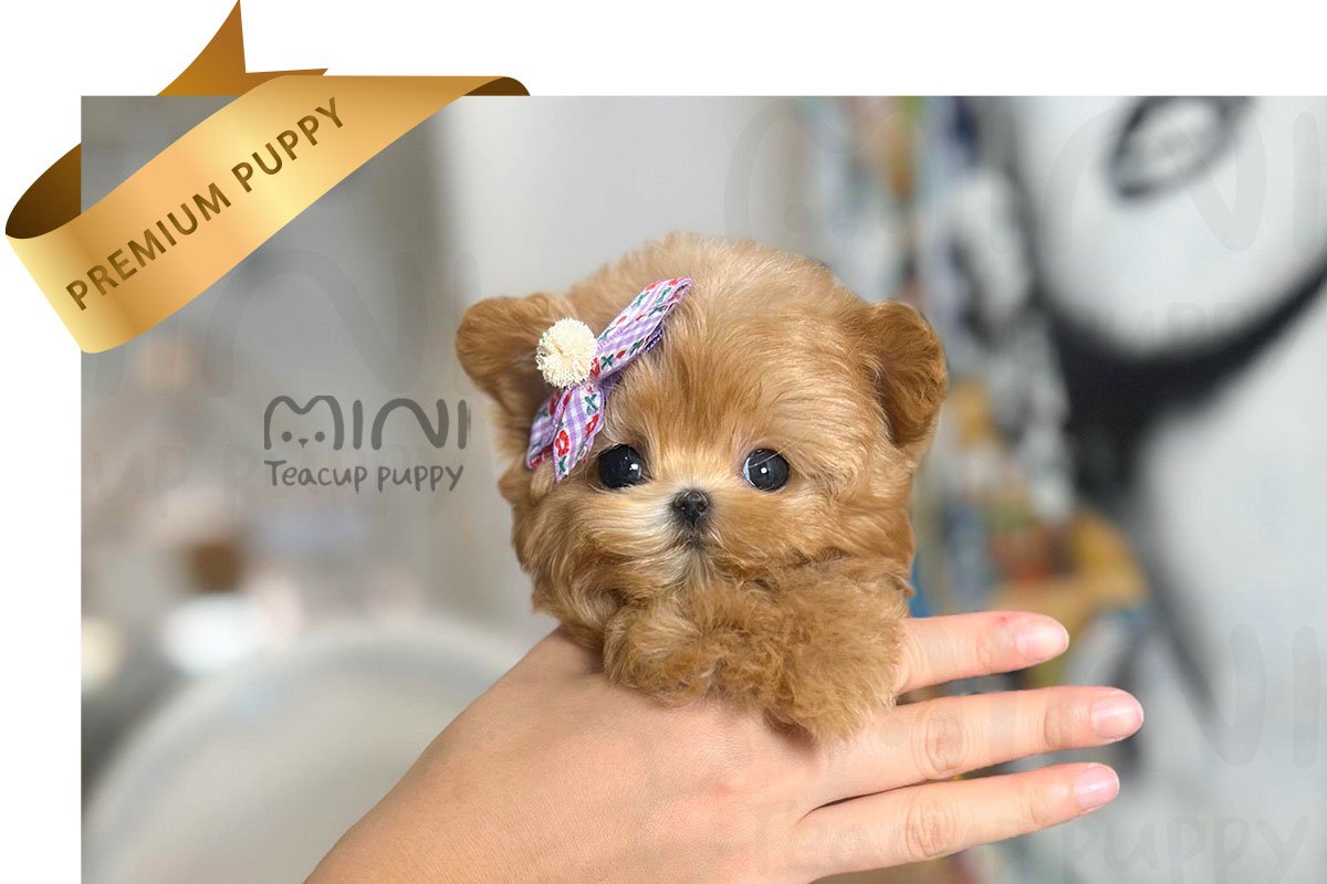 MALTIPOO (LOGAN)SOLD