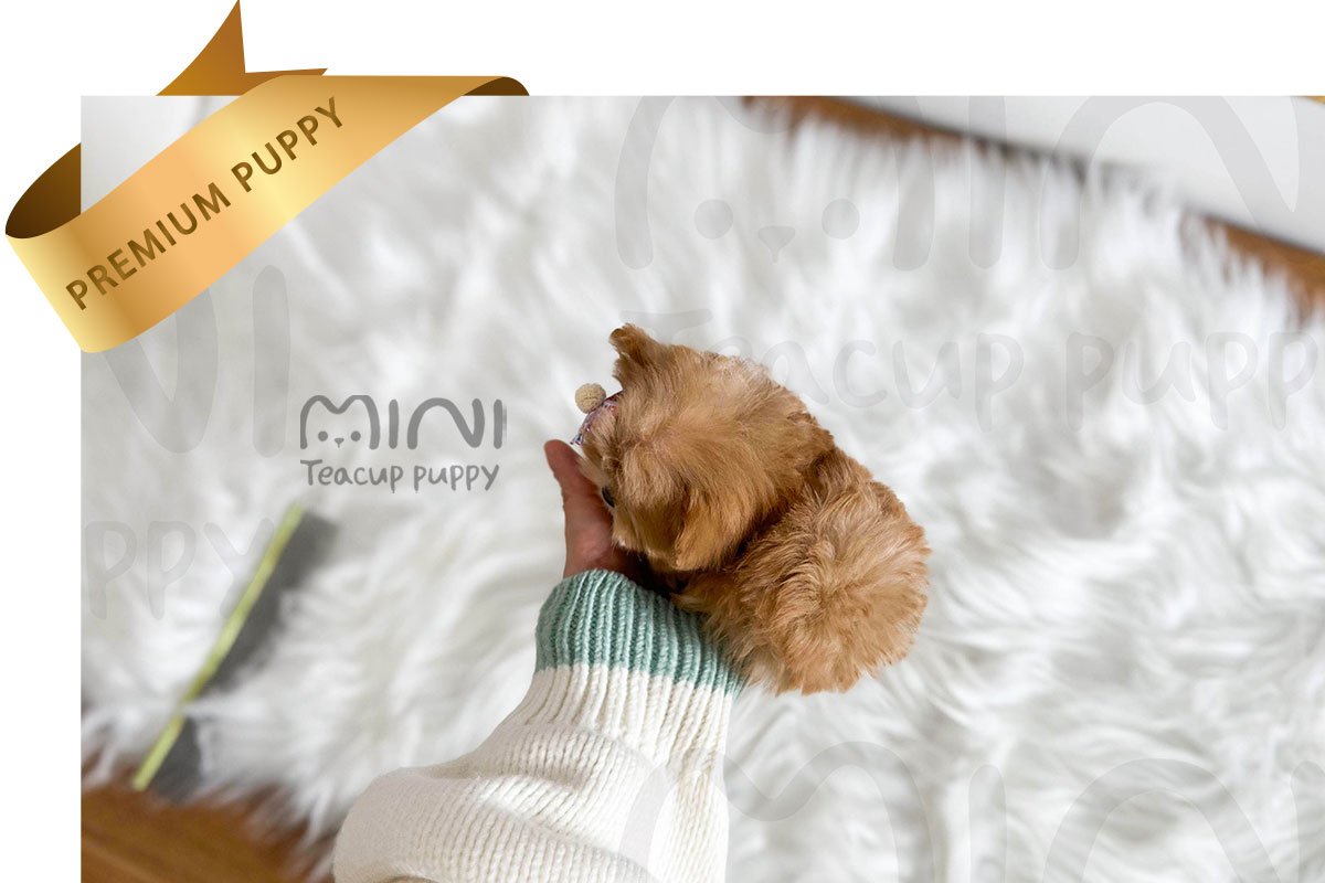 MALTIPOO (LOGAN)SOLD - Image 4