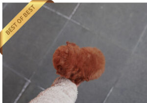 P)레드푸들남2