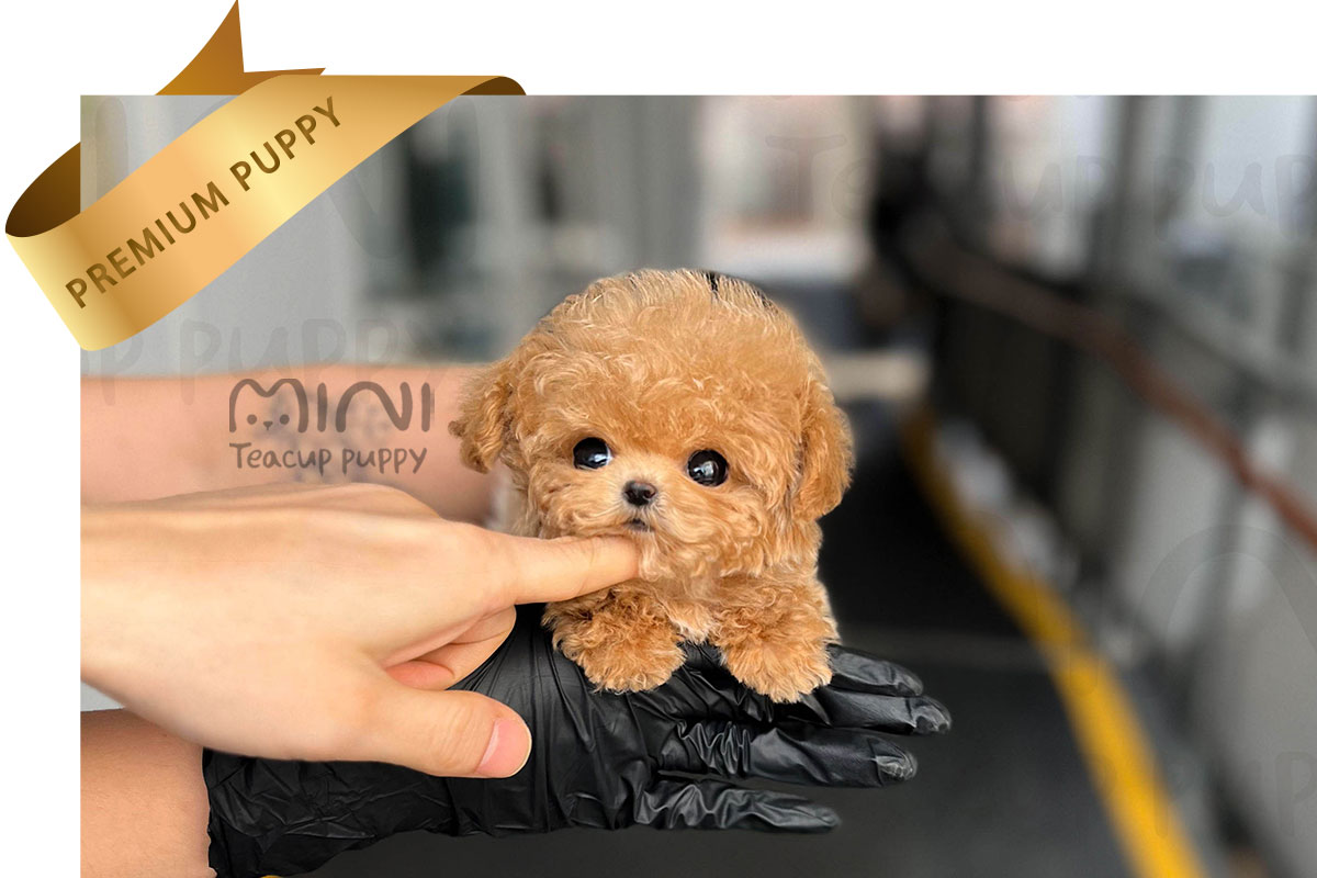P)푸들-애프리야4
