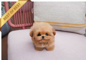POODLE (KARINA) SOLD