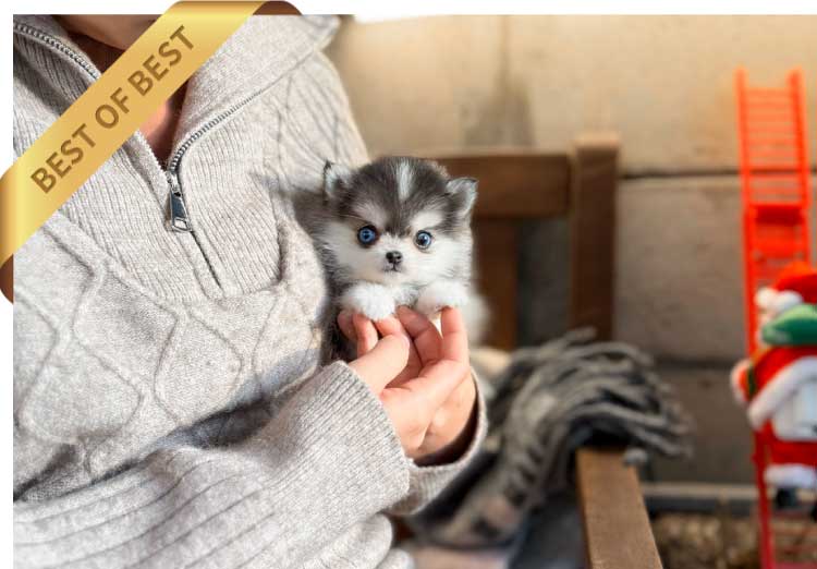 P)pomskyyy1