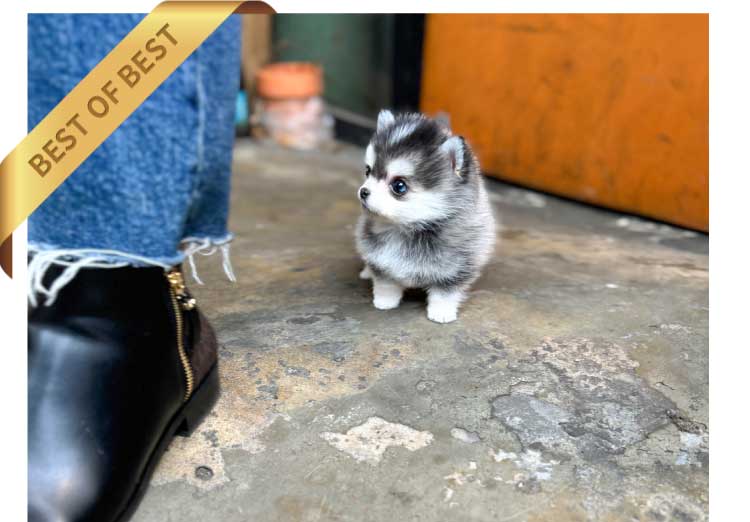P)pomskyyy3
