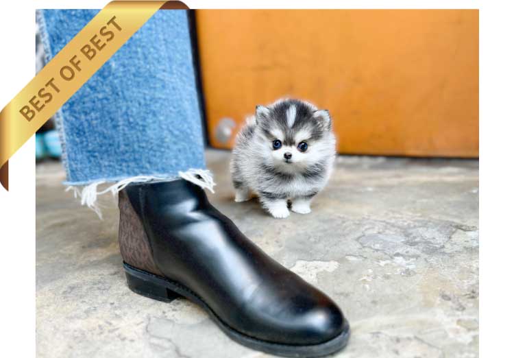 P)pomskyyy5