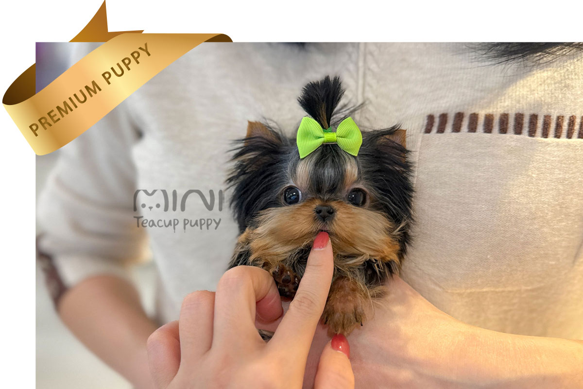 P)yorkie-M