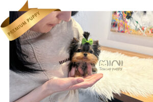 P)yorkie-M2